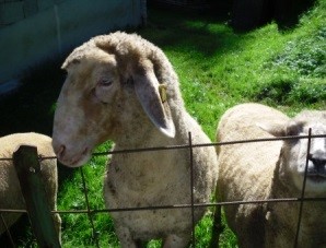 Schafe die bei einem Spaziergang entdeckt wurden